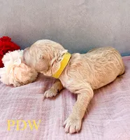 Yellow Collar Female, a female Goldendoodle for sale in Conway, SC – 4 of 5