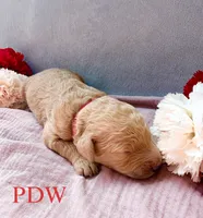 Red Collar Female, a female Goldendoodle for sale in Conway, SC – 4 of 4