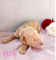 Pink Collar Female, a female Goldendoodle for sale in Conway, SC – 3 of 4