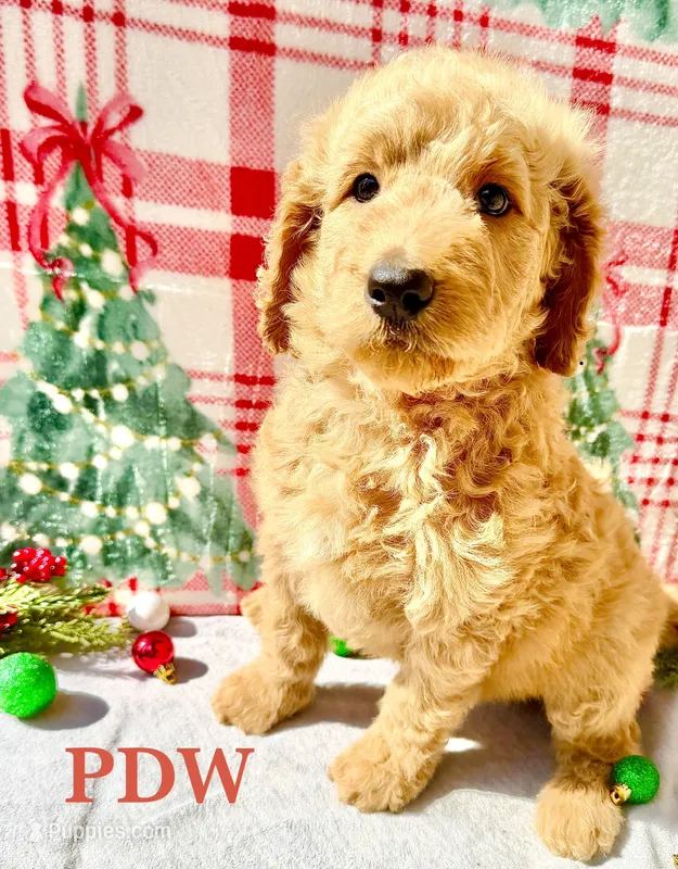 Red Collar Female – Goldendoodle puppy for sale in Conway, SC