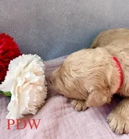 Red Collar Female, a female Goldendoodle for sale in Conway, SC – 2 of 4