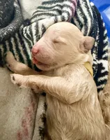 Yellow Collar Female, a female Goldendoodle for sale in Conway, SC – 5 of 5