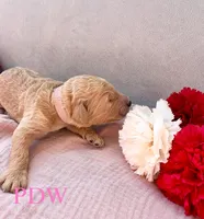 Pink Collar Female, a female Goldendoodle for sale in Conway, SC – 4 of 4