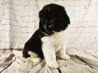 Red Collar, a male Newfoundland for sale in Mayer, MN – 2 of 9