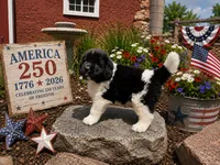 Red Collar, a male Newfoundland for sale in Mayer, MN – 1 of 9
