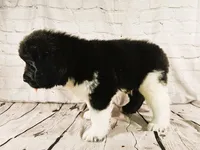 Black Collar, a male Newfoundland for sale in Mayer, MN – 3 of 8