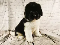 Red Collar, a male Newfoundland for sale in Mayer, MN – 6 of 9
