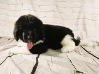Black Collar, a male Newfoundland for sale in Mayer, MN – 6 of 8