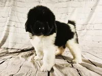 Red Collar, a male Newfoundland for sale in Mayer, MN – 3 of 9