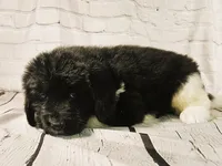 Black Collar, a male Newfoundland for sale in Mayer, MN – 2 of 8