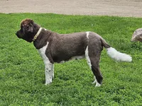 Red Collar, a male Newfoundland for sale in Mayer, MN – 9 of 9