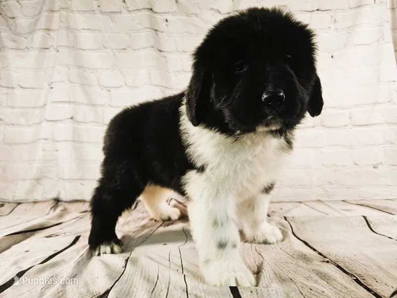 Black Collar – Newfoundland puppy for sale in Mayer, MN