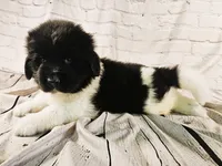 Red Collar, a male Newfoundland for sale in Mayer, MN – 4 of 9