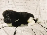 Black Collar, a male Newfoundland for sale in Mayer, MN – 5 of 8