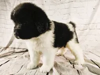 Red Collar, a male Newfoundland for sale in Mayer, MN – 7 of 9