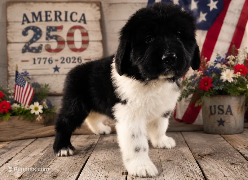Black Collar – Newfoundland puppy for sale in Mayer, MN