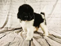 Red Collar, a male Newfoundland for sale in Mayer, MN – 5 of 9