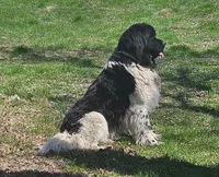 Red Collar, a male Newfoundland for sale in Mayer, MN – 8 of 9
