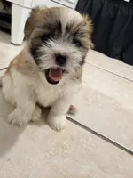 Shitzu, a female Maltese and Shih Tzu for sale in Pompano Beach, FL – Photo 3 of 10