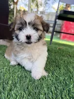 Shitzu, a female Maltese and Shih Tzu for sale in Pompano Beach, FL – Photo 9 of 10