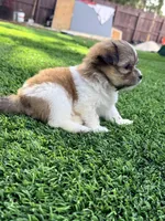 Shitzu, a female Maltese and Shih Tzu for sale in Pompano Beach, FL – Photo 10 of 10