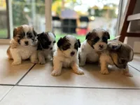 Shitzu, a female Maltese and Shih Tzu for sale in Pompano Beach, FL – Photo 6 of 10