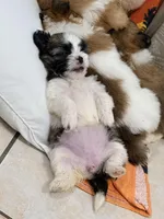 Shitzu, a female Maltese and Shih Tzu for sale in Pompano Beach, FL – Photo 5 of 10