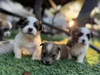 Shitzu, a female Maltese and Shih Tzu for sale in Pompano Beach, FL – Photo 8 of 10