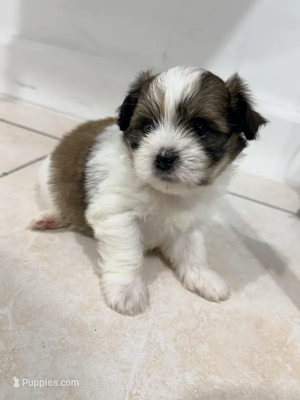 Shitzu – Maltese, Shih Tzu puppy for sale in Pompano Beach, FL