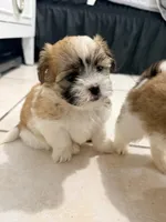 Shitzu, a female Maltese and Shih Tzu for sale in Pompano Beach, FL – Photo 7 of 10