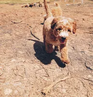 Teddy, a male Miniature Goldendoodle for sale in Woodstock, GA – 2 of 2