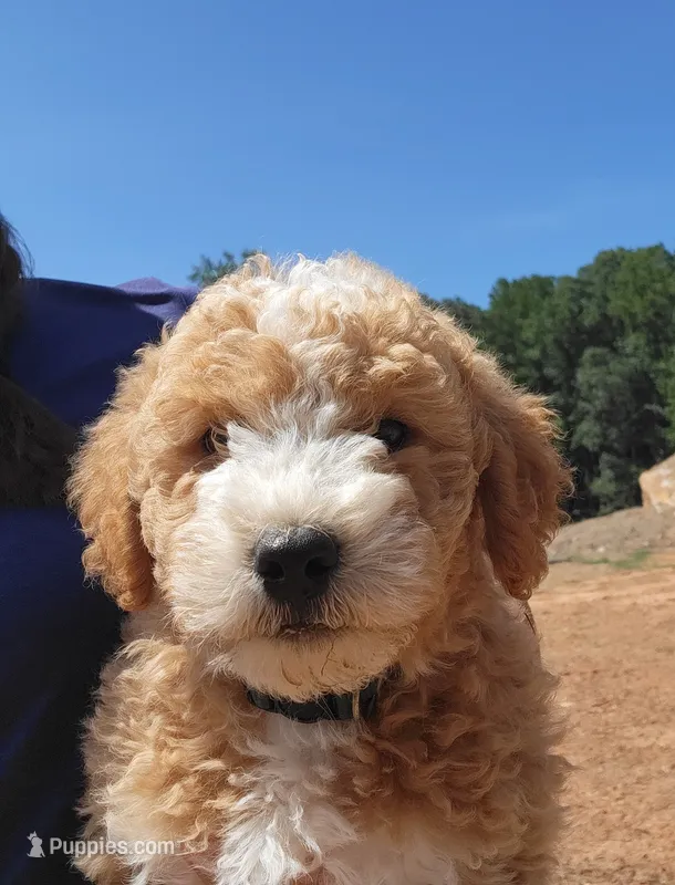 Teddy – Miniature Goldendoodle puppy for sale in Woodstock, GA