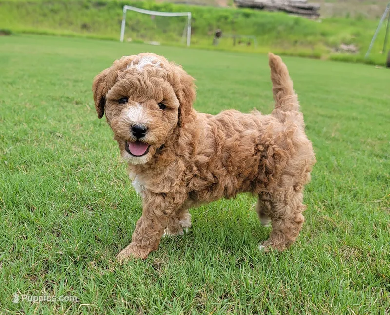 Buttons – Miniature Goldendoodle puppy for sale in Woodstock, GA