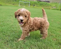 Buttons, a female Miniature Goldendoodle for sale in Woodstock, GA – 1 of 1