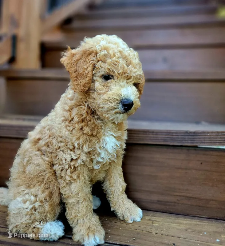 Milo – Miniature Goldendoodle puppy for sale in Woodstock, GA