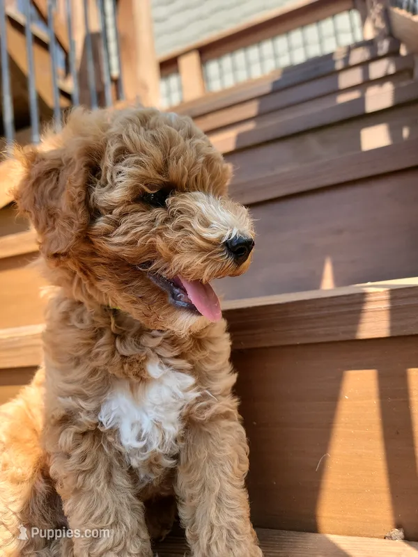 Buttons – Miniature Goldendoodle puppy for sale in Woodstock, GA