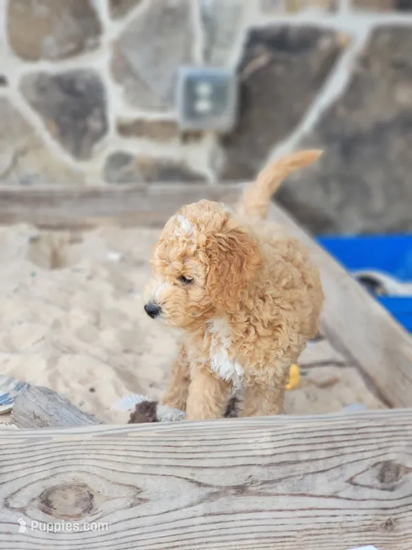 Milo – Miniature Goldendoodle puppy for sale in Woodstock, GA