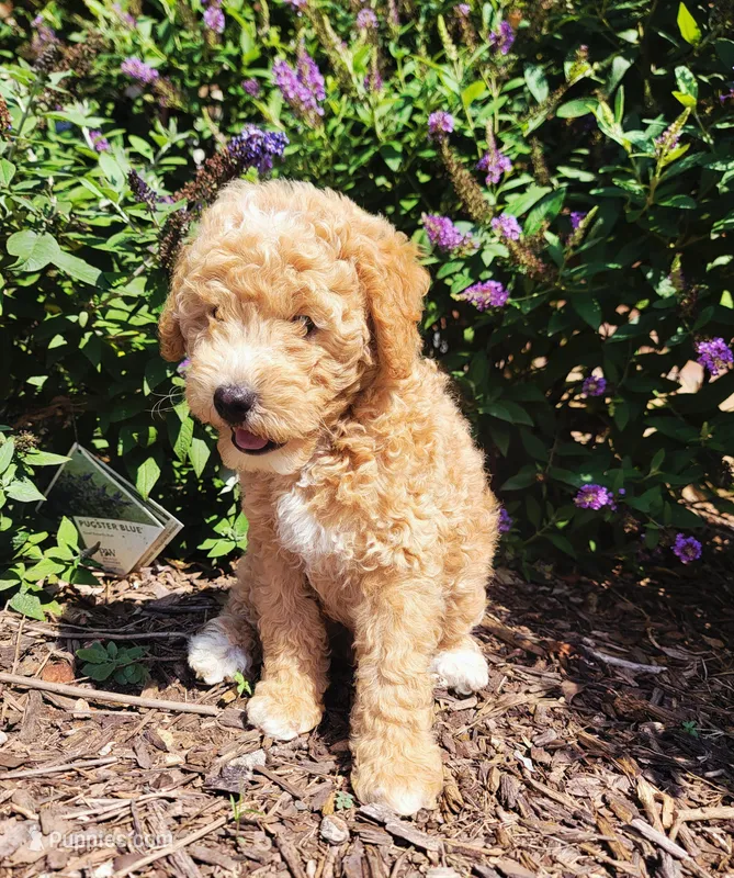 Milo – Miniature Goldendoodle puppy for sale in Woodstock, GA