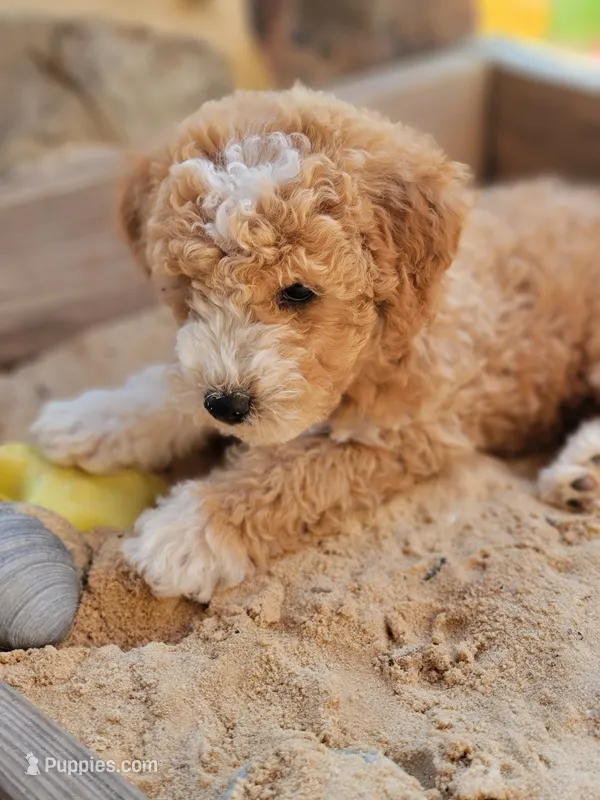 Teddy – Miniature Goldendoodle puppy for sale in Woodstock, GA