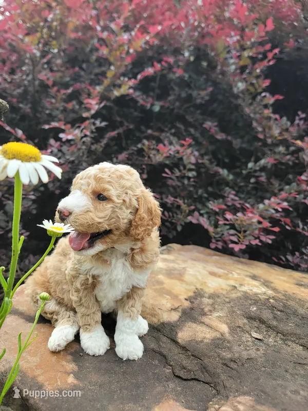 Daisy – Miniature Goldendoodle puppy for sale in Woodstock, GA