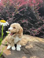 Daisy, a female Miniature Goldendoodle for sale in Woodstock, GA – 1 of 1