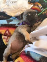 Diamond, a female Pug for sale in Tucson, AZ – 2 of 8