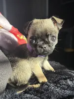 Diamond, a female Pug for sale in Tucson, AZ – 6 of 8