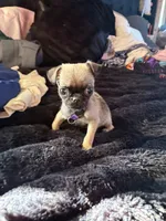 Diamond, a female Pug for sale in Tucson, AZ – 4 of 8