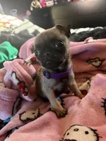 Diamond, a female Pug for sale in Tucson, AZ – 5 of 8