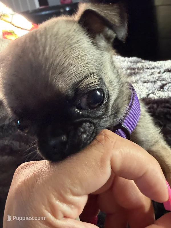 Diamond – Pug puppy for sale in Tucson, AZ