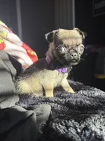Diamond, a female Pug for sale in Tucson, AZ – 8 of 8