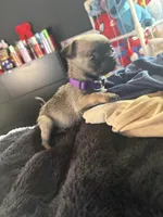 Diamond, a female Pug for sale in Tucson, AZ – 3 of 8
