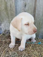 Sammy, a male Labrador Retriever for sale in Accident, MD – 4 of 4