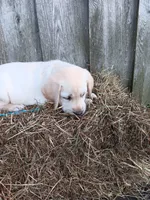 Sparky, a male Labrador Retriever for sale in Accident, MD – 3 of 7